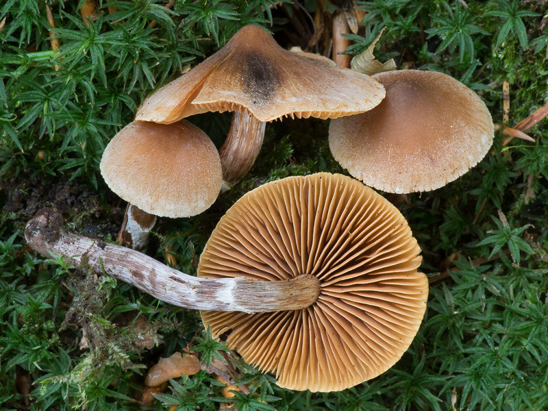 Cortinarius albolens